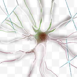生物神经元图片_人体系统神经纤维