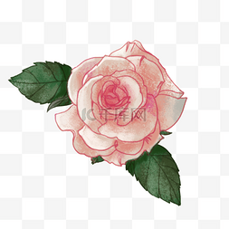粉色玫瑰花绿叶装饰图案