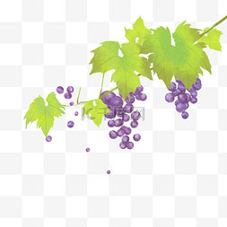 紫色葡萄藤植物