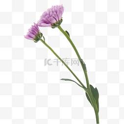 紫色唯美小花图片_紫色小花