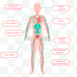 手绘卡通血管系统身体插画