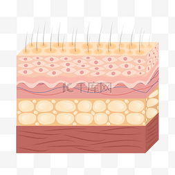 皮肤干与油图片_解剖修复精华皮肤层保养角质层