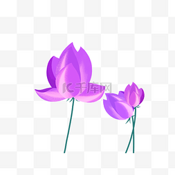 漂亮的紫色荷花插图