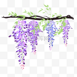 紫藤花长廊图片_树枝上的紫藤花