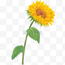 花图片_植物向日葵黄色手绘PNG素材夏天