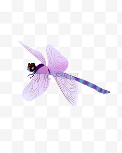 蜻蜓免扣PNG图图片_紫色的蜻蜓