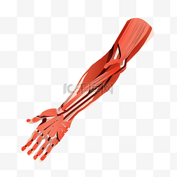 肌肉手臂图片_手臂肌肉结构