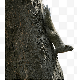 粗壮的树图片_可爱的松鼠在树上