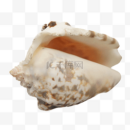 海螺壳图片_海洋生物海螺壳