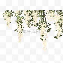 绿叶图片_白色花朵