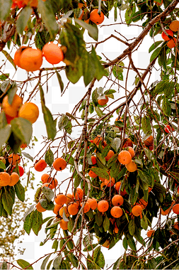 熟透的杏图片_风景熟透的柿子