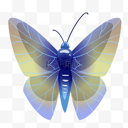蓝色的昆虫蝴蝶插画