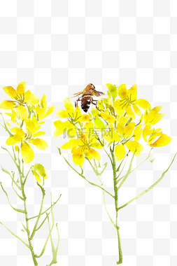 国潮油菜花图片_油菜花与蜜蜂