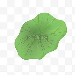 荷叶纹理图片_绿色植物荷叶元素