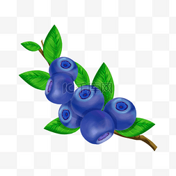 一串串蓝莓