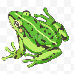 坐井观天青蛙图片_绿色斑点青蛙
