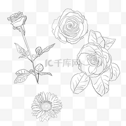 玫瑰花卉素材图片_素描花玫瑰