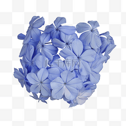 蓝色漂亮绣球花