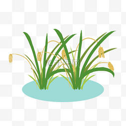 夏季田地水稻