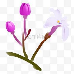 紫色丁香植物