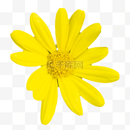 黄色唯美好看的花朵