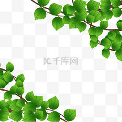 绿色植物叶片图片_绿色植物叶子藤蔓