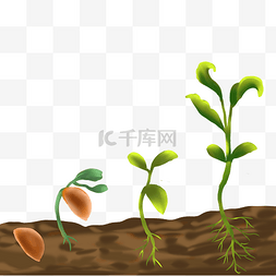 土壤里的根系图片_春季发芽树根树苗土壤