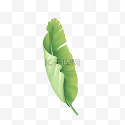 绿色芭蕉叶图片_清新芭蕉叶植物插画