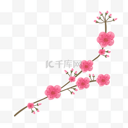 粉色樱花花蕊图片_ 粉色樱花枝 