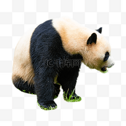 稀有动物图片_稀有动物大熊猫