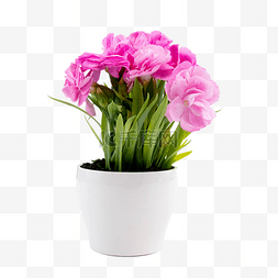 粉色花朵盆栽图片_粉色康乃馨盆栽