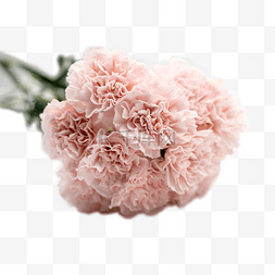 妈妈捧着花束图片_康乃馨花束一把粉色花鲜花