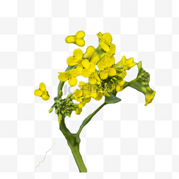 四溢的花香图片_鲜艳美丽的黄色小花