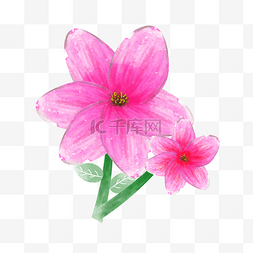 唯美花朵立体图片_两朵粉色花朵插画