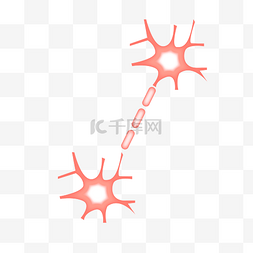 神经体神经结构