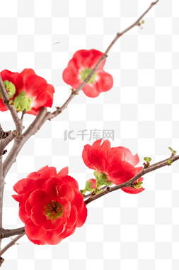 花瓣红色图片_腊梅红色梅花花枝