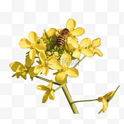 小蜜蜂在油菜花上采蜜