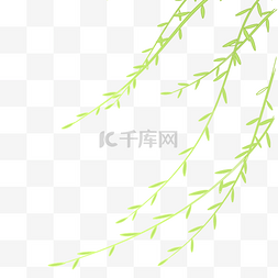 绿色植物杨柳
