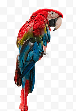 澳洲鹦鹉图片_鹦鹉鸟类保护动物