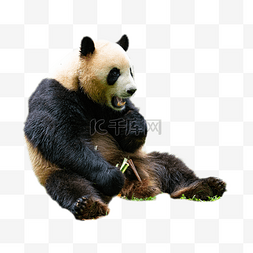 保护动物大熊猫图片_保护动物大熊猫