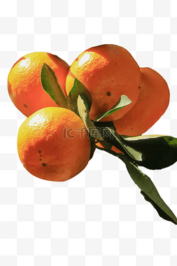 橘子叶图片_橘子叶橘
