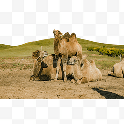草原上骆驼