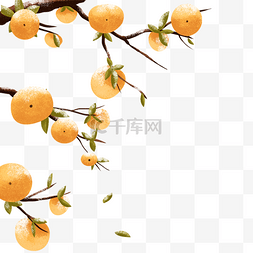 橙色树图片_橙色柿子树植物插画