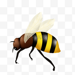 黄色飞翔的蜜蜂图片_飞翔飞舞的小蜜蜂