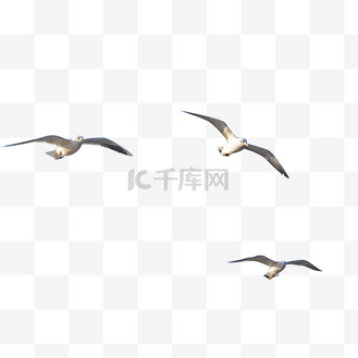 一群牛图片素材_一群空中飞翔的海鸟海鸥