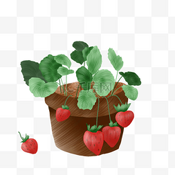 草莓盆栽水果