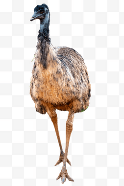 澳洲鸵鸟