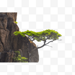 悬崖上的图片_悬崖上的小树