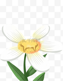 一朵白色向日葵