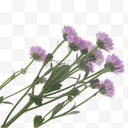 浅紫色花束